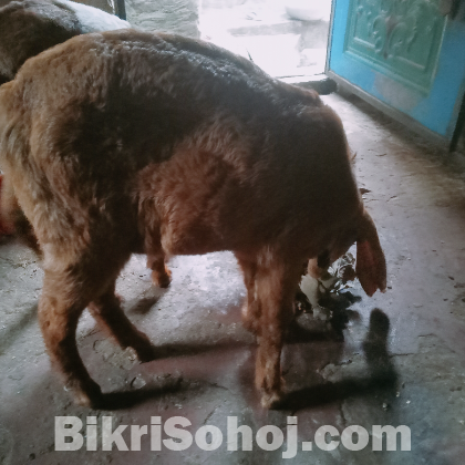 বড় জাতের পান্নাইয়া ছাগল